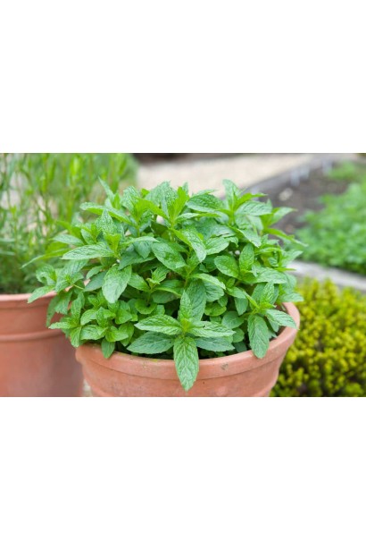 М`ята перцева Ментолова в контейнері